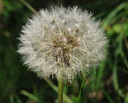 12 Fiorito il tarassaco , un bel soffione
